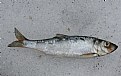 Picture Title - Whole Herring