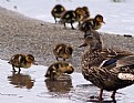 Picture Title - Make Way For Ducklings