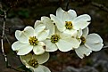  dogwood pack