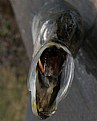 Picture Title - Sardine Mouth