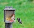 Picture Title - Action at the feeder