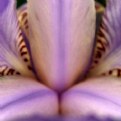 Picture Title - The purple Iris Blossom