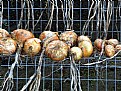 Picture Title - Onions