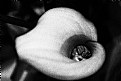 Picture Title - lilly 2