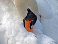 Picture Title - Swan time