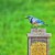 Blue jay treat II