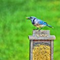 Picture Title - Blue jay treat II