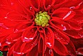 Red Dahlia Macro