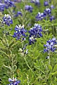 Picture Title - Bluebonnets