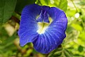 Picture Title -  Clitoria ternatea