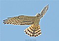 Montagu's Harrier.