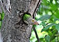 Picture Title - Lineated barbet