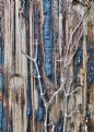 Picture Title - Telephone pole growth