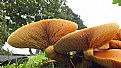 Picture Title - Fungi