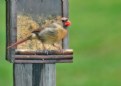 Picture Title - Happy Cardinal