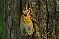 Picture Title - cicada-wings almost full