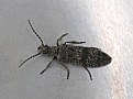 Picture Title - Beetle