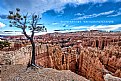 Lone Tree Above Bryce Canyon