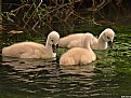 Picture Title - Three little swans