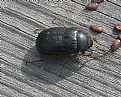 Picture Title - Chafer