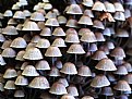 Picture Title - Mushrooms