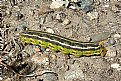 Picture Title - Caterpillar