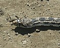 Picture Title - Snake Head