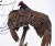 Turkey Vulture