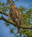 Red Tail Hawk