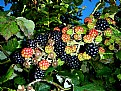 Picture Title - Wild Black Berries