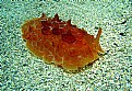 Picture Title - nudibranch