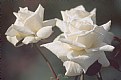 Picture Title - White Roses