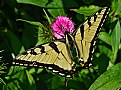 Picture Title - sweet william swallowtail