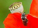 Picture Title - Poppy climbing