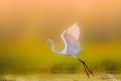 Egret takes off