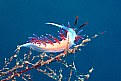 Picture Title - nudibranch