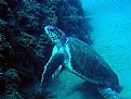 Picture Title - caretta - caretta