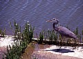 Picture Title - Heron