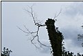 Picture Title - the last branch