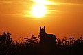 Sunset with Horse.