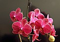 Picture Title - Phalaenopsis