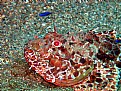 Picture Title - scorpion fish