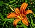 common daylily 1 