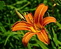 Picture Title - common daylily 1 