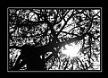 Picture Title - Tree27