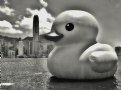 Picture Title - "Rubber Duck"