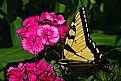 Picture Title - swallowtail and sweet william