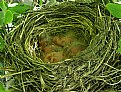 Picture Title - Robin Nest