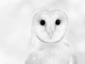 Picture Title - Spirit Owl