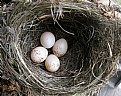 Picture Title - Flycatcher Eggs